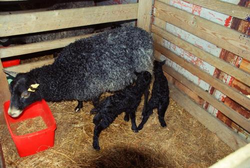 Nyfødte lam